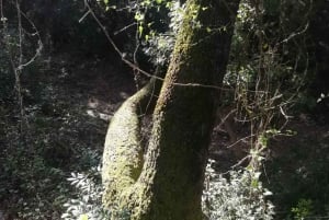 baño de bosque / bany de forêt