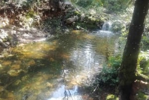 baño de bosque / bany de forêt