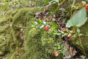 baño de bosque / bany de forêt