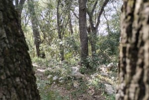 baño de bosque / bany de forêt