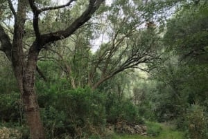 baño de bosque / bany de forêt