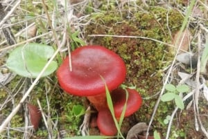 baño de bosque / bany de forêt