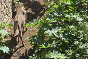 Fornalutx – vandring i den vackraste dalen på Mallorca