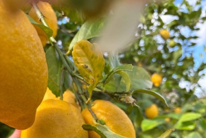 Fornalutx – vandring i den vackraste dalen på Mallorca