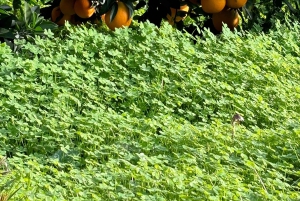 Fornalutx – wędrówka po najpiękniejszej dolinie Majorki