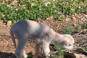 Fornalutx – wędrówka po najpiękniejszej dolinie Majorki