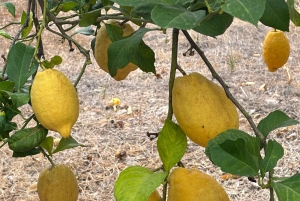 Fornalutx – wędrówka po najpiękniejszej dolinie Majorki