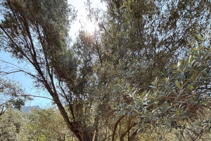 Fornalutx – wędrówka po najpiękniejszej dolinie Majorki