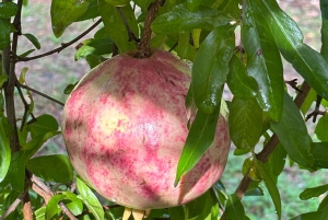 Fornalutx – wędrówka po najpiękniejszej dolinie Majorki