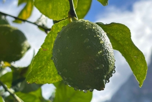 Fornalutx – wędrówka po najpiękniejszej dolinie Majorki