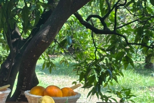 Fornalutx – wędrówka po najpiękniejszej dolinie Majorki