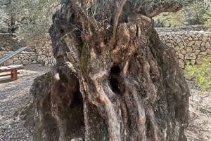 Fornalutx town and hiking to the mountains olive farm