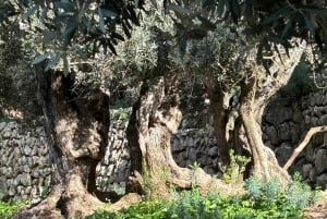 Fornalutx town and hiking to the mountains olive farm