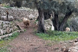 Fornalutx town and hiking to the mountains olive farm