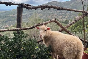 Fornalutx town and hiking to the mountains olive farm