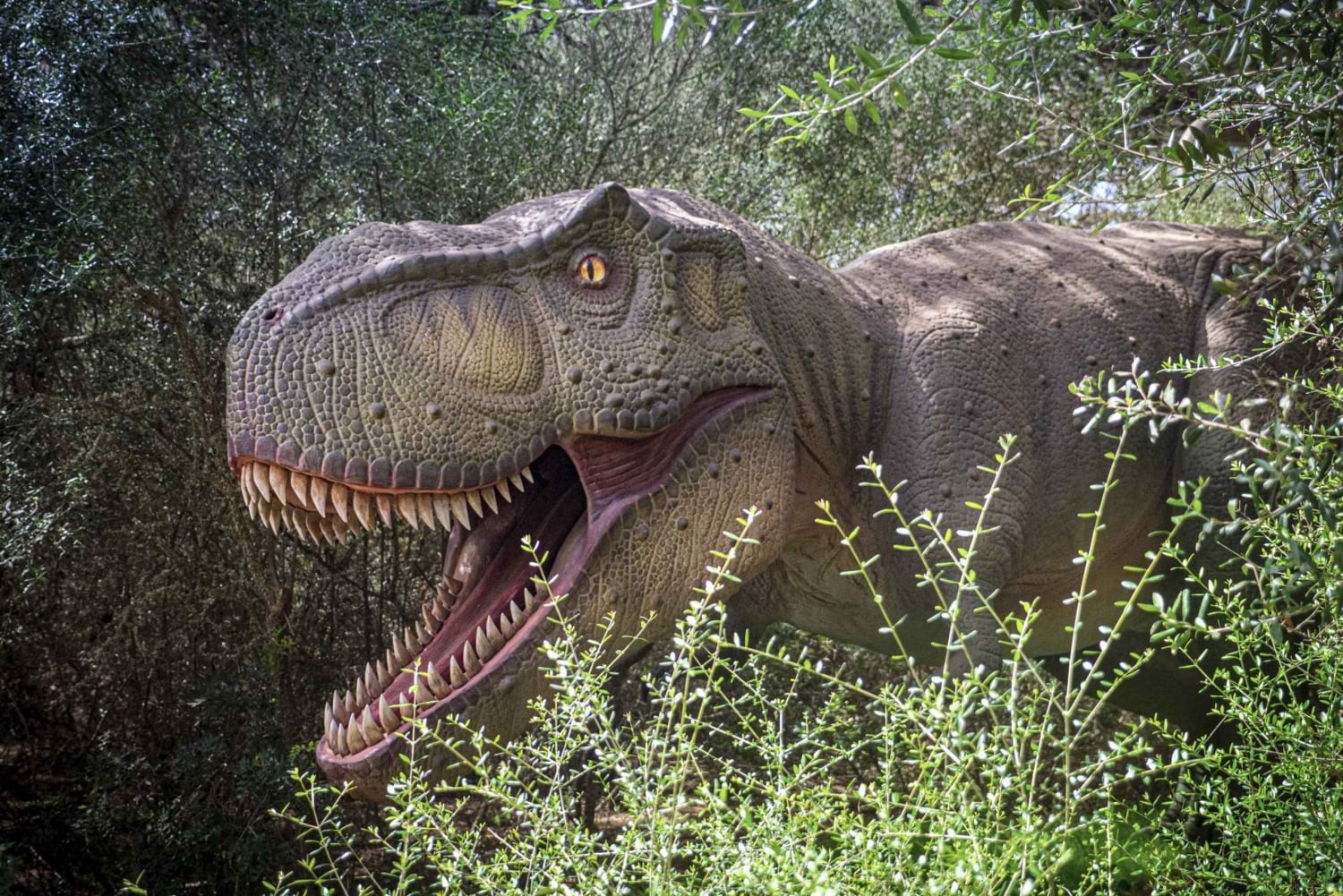 Da Alcúdia: Escursione di mezza giornata nel Dinosaurland e nelle Grotte di Hams