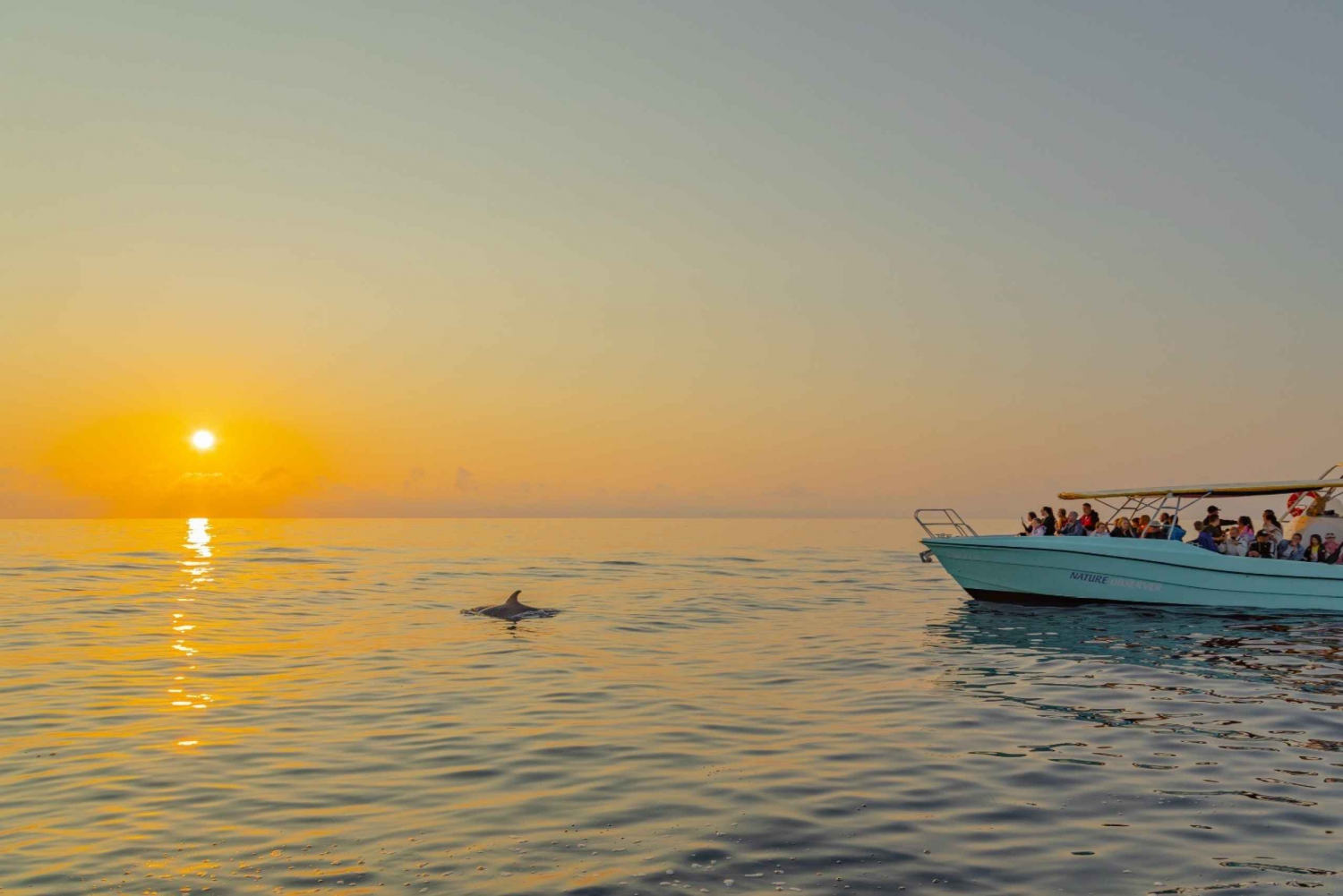 From Alcudia: Sunrise Dolphin Watching Boat Tour