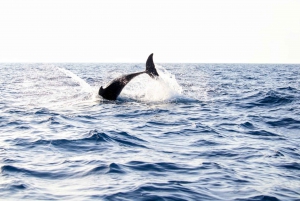 From Alcudia: Sunrise Dolphin Watching Boat Tour