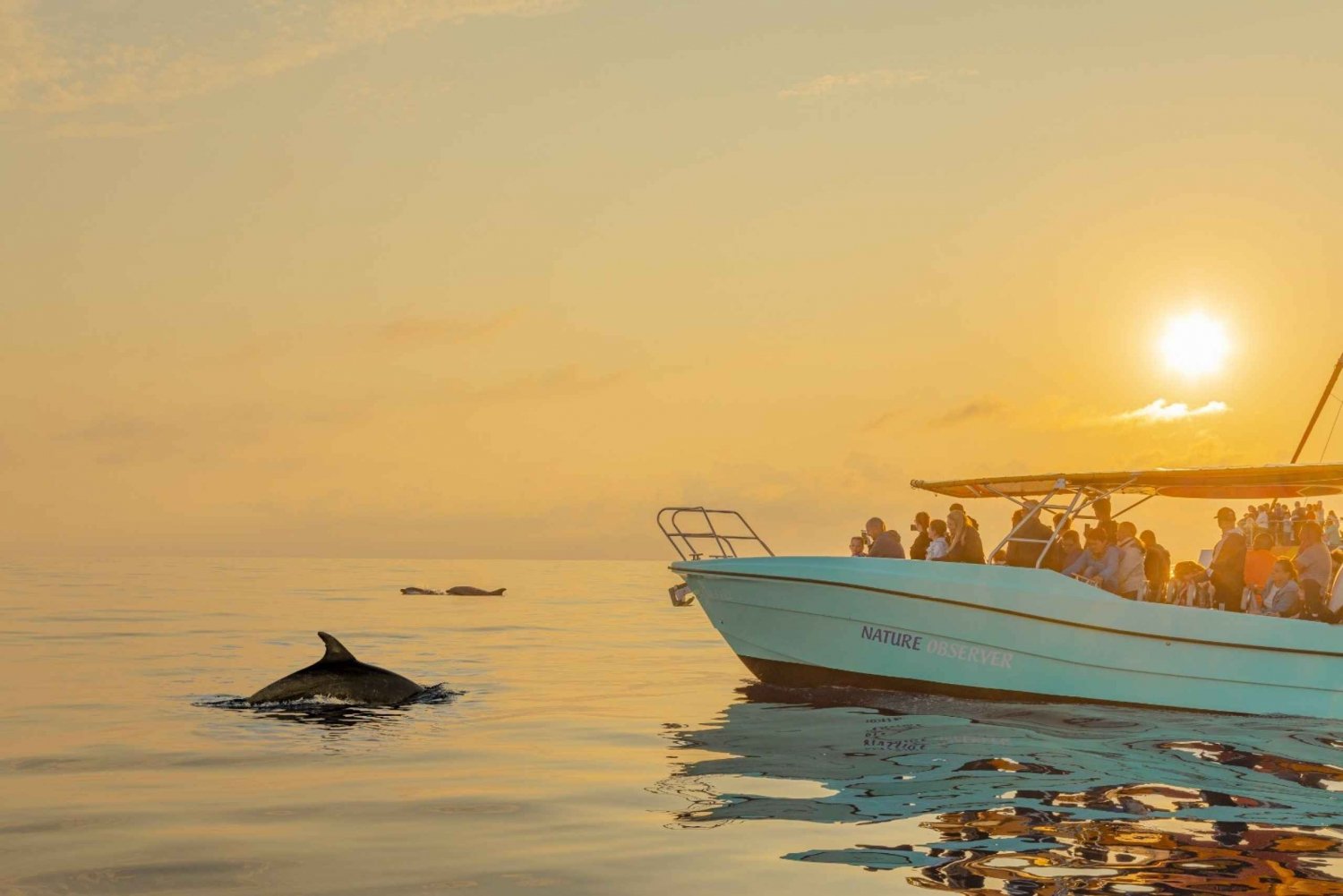 Depuis Alcudia : Excursion en bateau pour observer les dauphins au lever du soleil