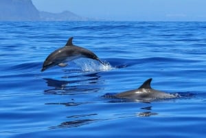 Desde Alcudia: Excursión en barco para avistar delfines al amanecer