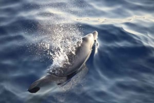 Fra Alcudia: Sunrise Dolphin Watching Båttur