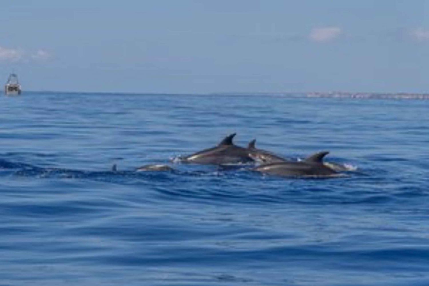 From Can Picafort: Dolphin Watching and Cave Boat Trip