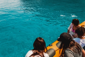From Can Picafort: Dolphin Watching and Cave Boat Trip