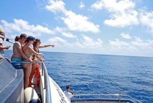 From Palma: 3-Hour Morning Dolphin Watching Boat Tour