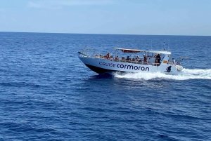 From Palma: 3-Hour Morning Dolphin Watching Boat Tour