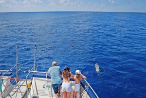 From Palma: 3-Hour Morning Dolphin Watching Boat Tour