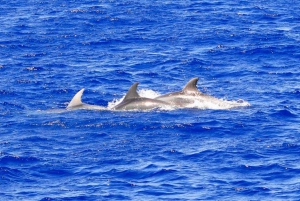 From Palma: 3-Hour Morning Dolphin Watching Boat Tour