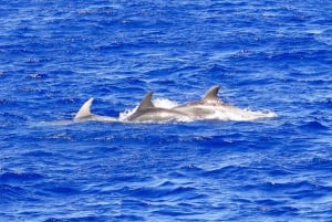 Depuis Palma : tour en bateau de 3 heures le matin pour observer les dauphins.