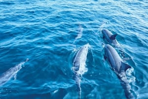 Depuis Palma : tour en bateau de 3 heures le matin pour observer les dauphins.