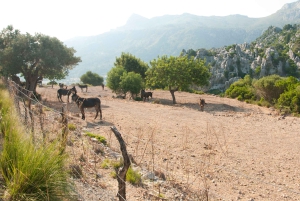 Fra Palma: Guidet tur til Serra Tramuntana og Lluc-klosteret