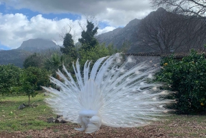 Из Пальмы: прогулка по долине Сольер и пикник на апельсиновой ферме