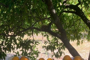 Из Пальмы: прогулка по долине Сольер и пикник на апельсиновой ферме