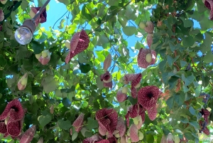 Из Пальмы: прогулка по долине Сольер и пикник на апельсиновой ферме