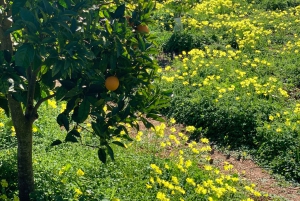 Из Пальмы: прогулка по долине Сольер и пикник на апельсиновой ферме