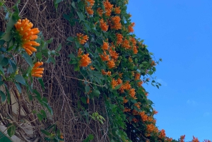 Из Пальмы: прогулка по долине Сольер и пикник на апельсиновой ферме