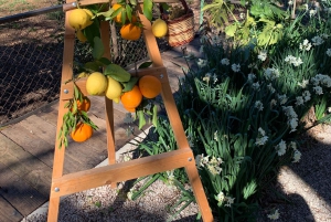 Из Пальмы: прогулка по долине Сольер и пикник на апельсиновой ферме