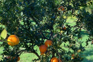 Из Пальмы: прогулка по долине Сольер и пикник на апельсиновой ферме