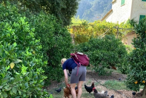 Из Пальмы: прогулка по долине Сольер и пикник на апельсиновой ферме