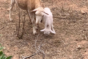 Из Пальмы: прогулка по долине Сольер и пикник на апельсиновой ферме