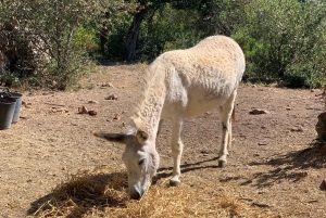 Из Пальмы: прогулка по долине Сольер и пикник на апельсиновой ферме
