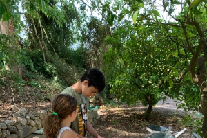 Из Пальмы: прогулка по долине Сольер и пикник на апельсиновой ферме