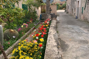 Из Пальмы: прогулка по долине Сольер и пикник на апельсиновой ферме