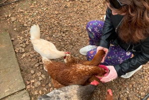 Из Пальмы: прогулка по долине Сольер и пикник на апельсиновой ферме