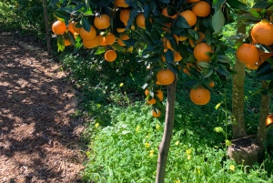 Из Пальмы: прогулка по долине Сольер и пикник на апельсиновой ферме