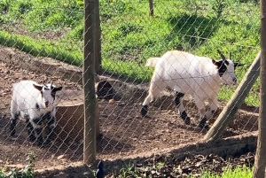 Из Пальмы: прогулка по долине Сольер и пикник на апельсиновой ферме