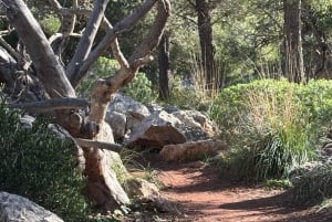 From Palma: Valldemossa Tour and Mountain Viewpoint Hike